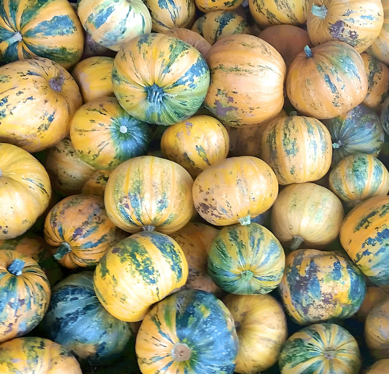 Kakai Styrian, Pumpkin - BoxGardenSeedsLLC - Squash,Pumpkins - Seeds - USA Seller, Thank you for shopping here today, Naturally Grown GMO Free Seeds, Heirloom Open Pollinated Seeds, Fresh Top Quality Premium Seeds