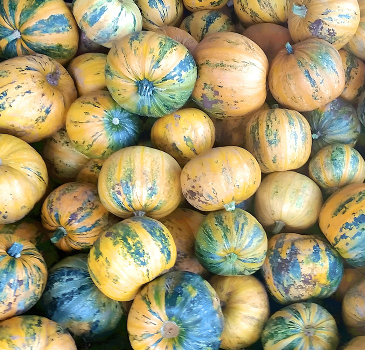 Kakai Styrian, Pumpkin, -- BoxGardenSeedsLLC -Squash,Pumpkins - Seeds