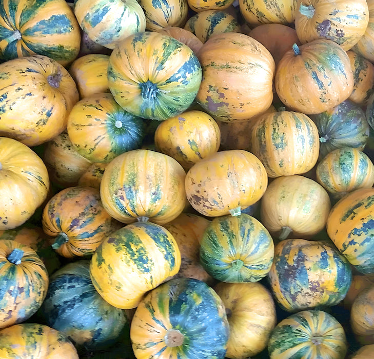 Kakai Styrian, Pumpkin, - BoxGardenSeedsLLC -Squash,Pumpkins - Seeds