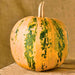 Kakai Styrian, Pumpkin, -- BoxGardenSeedsLLC -Squash,Pumpkins - Seeds