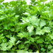 Light Green, Chinese Celery, - BoxGardenSeedsLLC -Gourmet/Native Greens - Seeds