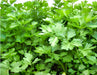 Light Green, Chinese Celery, -- BoxGardenSeedsLLC -Gourmet/Native Greens - Seeds