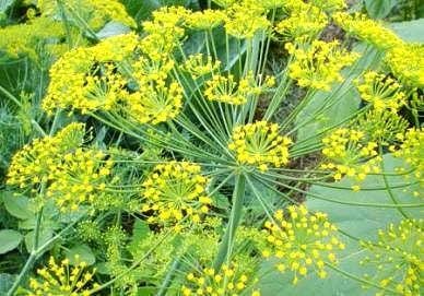 Long Island Mammoth, Dill - BoxGardenSeedsLLC -Culinary/Medicinal Herbs - Seeds