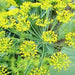 Long Island Mammoth, Dill - BoxGardenSeedsLLC -Culinary/Medicinal Herbs - Seeds