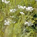 Caraway, Culinary & Medicinal Herbs, - BoxGardenSeedsLLC -Culinary/Medicinal Herbs - Seeds