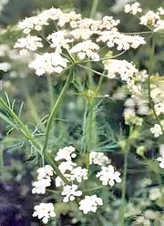 Caraway, Culinary & Medicinal Herbs - BoxGardenSeedsLLC - Culinary/Medicinal Herbs - Seeds - USA Seller, Thank you for shopping here today, Naturally Grown GMO Free Seeds, Heirloom Open Pollinated Seeds, Fresh Top Quality Premium Seeds