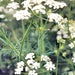 Caraway, Culinary & Medicinal Herbs, - BoxGardenSeedsLLC -Culinary/Medicinal Herbs - Seeds