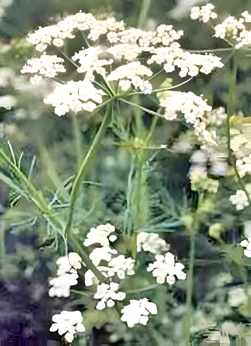 Caraway, Culinary & Medicinal Herbs, -- BoxGardenSeedsLLC -Culinary/Medicinal Herbs - Seeds