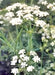 Caraway, Culinary & Medicinal Herbs, -- BoxGardenSeedsLLC -Culinary/Medicinal Herbs - Seeds