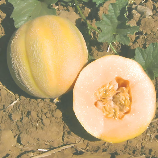 Minnesota Midget, Cantaloupe, -- BoxGardenSeedsLLC -Melons, Cantaloupe - Seeds