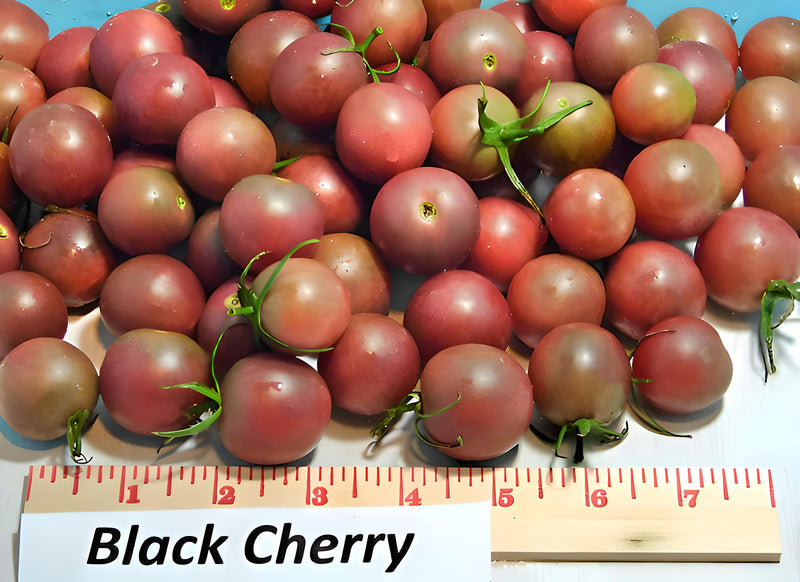 Black Cherry, Tomato - BoxGardenSeedsLLC - Tomatoes,Tomatillos - Seeds - 