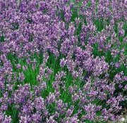 Lavender Munstead (English Lavender), Culinary & Medicinal Herbs - BoxGardenSeedsLLC - Culinary/Medicinal Herbs - Seeds - USA Seller, Thank you for shopping here today, Naturally Grown GMO Free Seeds, Heirloom Open Pollinated Seeds, Fresh Top Quality Premium Seeds
