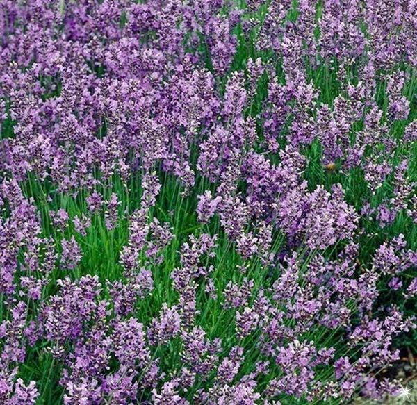 Lavender Munstead (English Lavender), Culinary & Medicinal Herbs, -- BoxGardenSeedsLLC -Culinary/Medicinal Herbs - Seeds