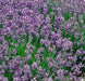 Lavender Munstead (English Lavender), Culinary & Medicinal Herbs, -- BoxGardenSeedsLLC -Culinary/Medicinal Herbs - Seeds