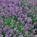 Lavender Munstead (English Lavender), Culinary & Medicinal Herbs, - BoxGardenSeedsLLC -Culinary/Medicinal Herbs - Seeds