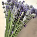 Lavender Munstead (English Lavender), Culinary & Medicinal Herbs, - BoxGardenSeedsLLC -Culinary/Medicinal Herbs - Seeds