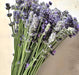 Lavender Munstead (English Lavender), Culinary & Medicinal Herbs, -- BoxGardenSeedsLLC -Culinary/Medicinal Herbs - Seeds