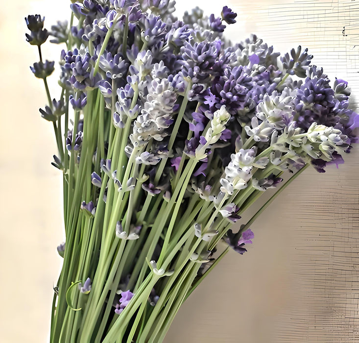 Lavender Munstead (English Lavender), Culinary & Medicinal Herbs, - BoxGardenSeedsLLC -Culinary/Medicinal Herbs - Seeds