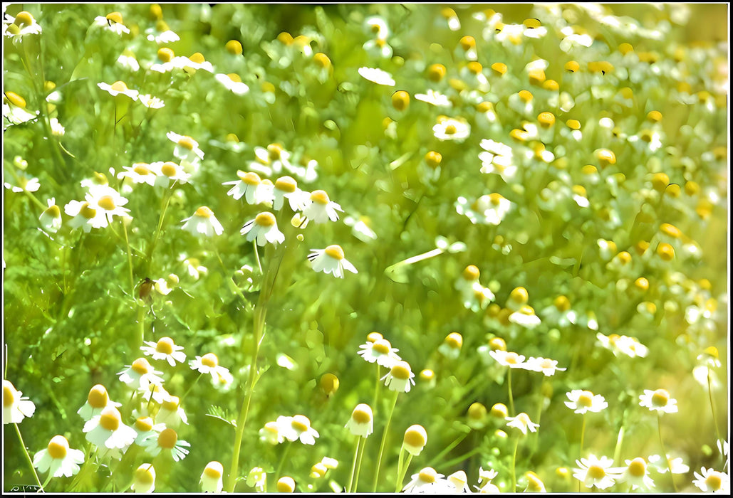 Roman, Chamomile, -- BoxGardenSeedsLLC -Culinary/Medicinal Herbs - Seeds