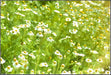 Roman, Chamomile, -- BoxGardenSeedsLLC -Culinary/Medicinal Herbs - Seeds