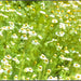 Roman, Chamomile, - BoxGardenSeedsLLC -Culinary/Medicinal Herbs - Seeds