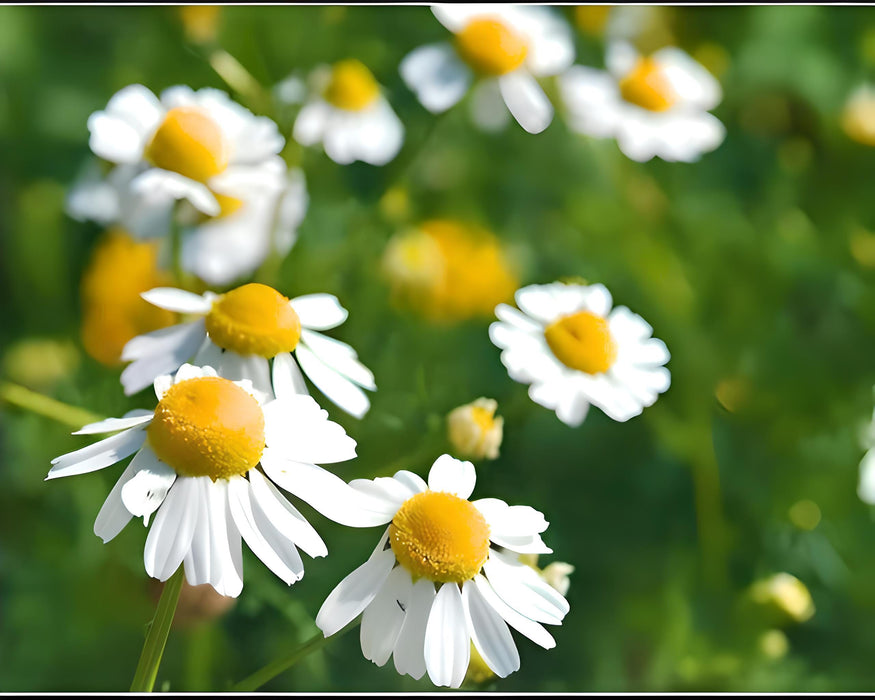 Roman, Chamomile, - BoxGardenSeedsLLC -Culinary/Medicinal Herbs - Seeds