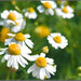 Roman, Chamomile, - BoxGardenSeedsLLC -Culinary/Medicinal Herbs - Seeds