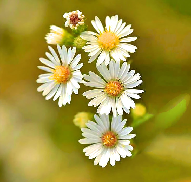 Roman, Chamomile, -- BoxGardenSeedsLLC -Culinary/Medicinal Herbs - Seeds