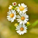 Roman, Chamomile, - BoxGardenSeedsLLC -Culinary/Medicinal Herbs - Seeds