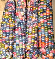 Glass Gem, Cherokee Popcorn - BoxGardenSeedsLLC - Corn - Seeds - USA Seller, Thank you for shopping here today, Naturally Grown GMO Free Seeds, Heirloom Open Pollinated Seeds, Fresh Top Quality Premium Seeds