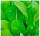 Tendergreen (Komatsuna), Mustard, -- BoxGardenSeedsLLC -Gourmet/Native Greens - Seeds