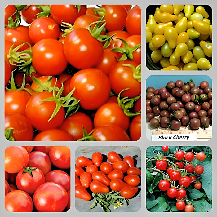 Cherry Tomato, Collection, - BoxGardenSeedsLLC -Tomatoes,Tomatillos - Seeds