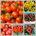 Cherry Tomato, Collection, -- BoxGardenSeedsLLC -Tomatoes,Tomatillos - Seeds