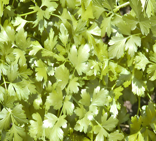 Cilantro, Slow Bolt, -- BoxGardenSeedsLLC -Culinary/Medicinal Herbs - Seeds