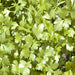 Cilantro, Slow Bolt, - BoxGardenSeedsLLC -Culinary/Medicinal Herbs - Seeds