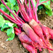 Cylindra, Beets, - BoxGardenSeedsLLC -Beet,Turnips,Parsnips - Seeds