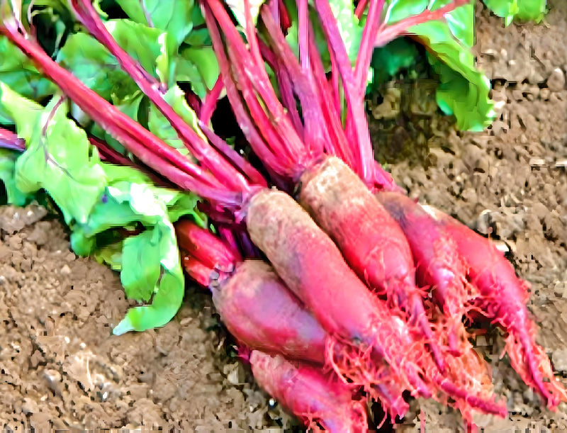 Cylindra Beet Seeds: Heirloom, Non-GMO, Open Pollinated