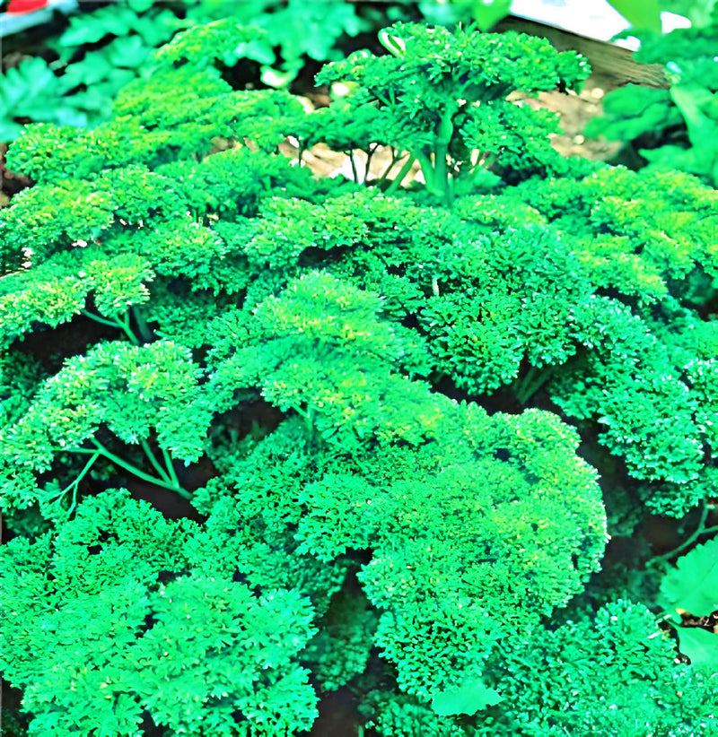 Parsley, Triple Moss Curled - BoxGardenSeedsLLC - Culinary/Medicinal Herbs - Seeds - USA Seller, Thank you for shopping here today, Naturally Grown GMO Free Seeds, Heirloom Open Pollinated Seeds, Fresh Top Quality Premium Seeds