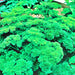 Parsley, Triple Moss Curled, - BoxGardenSeedsLLC -Culinary/Medicinal Herbs - Seeds