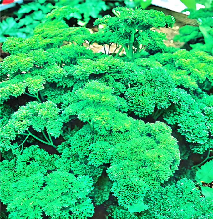 Parsley, Triple Moss Curled, - BoxGardenSeedsLLC -Culinary/Medicinal Herbs - Seeds