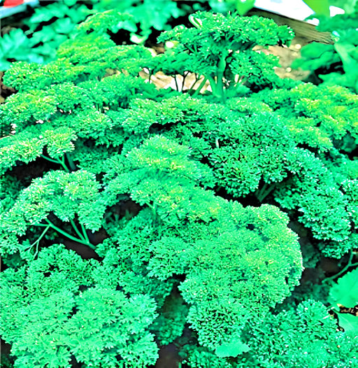 Parsley, Triple Moss Curled, -- BoxGardenSeedsLLC -Culinary/Medicinal Herbs - Seeds