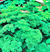 Parsley, Triple Moss Curled, -- BoxGardenSeedsLLC -Culinary/Medicinal Herbs - Seeds