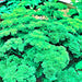 Parsley, Triple Moss Curled, - BoxGardenSeedsLLC -Culinary/Medicinal Herbs - Seeds