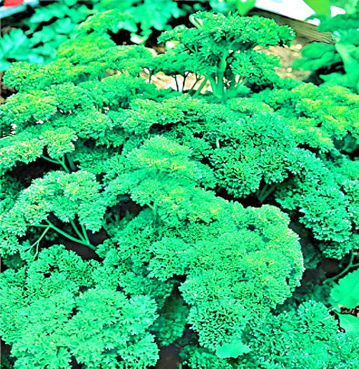 Parsley, Triple Moss Curled, - BoxGardenSeedsLLC -Culinary/Medicinal Herbs - Seeds