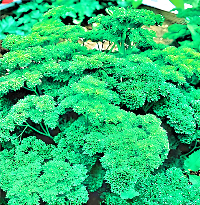 Parsley, Triple Moss Curled, - BoxGardenSeedsLLC -Culinary/Medicinal Herbs - Seeds