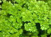 Parsley, Triple Moss Curled, -- BoxGardenSeedsLLC -Culinary/Medicinal Herbs - Seeds