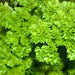 Parsley, Triple Moss Curled, - BoxGardenSeedsLLC -Culinary/Medicinal Herbs - Seeds