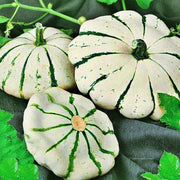 Jaune et Verte, Scallop Summer Squash - BoxGardenSeedsLLC - Squash,Pumpkins - Seeds - 