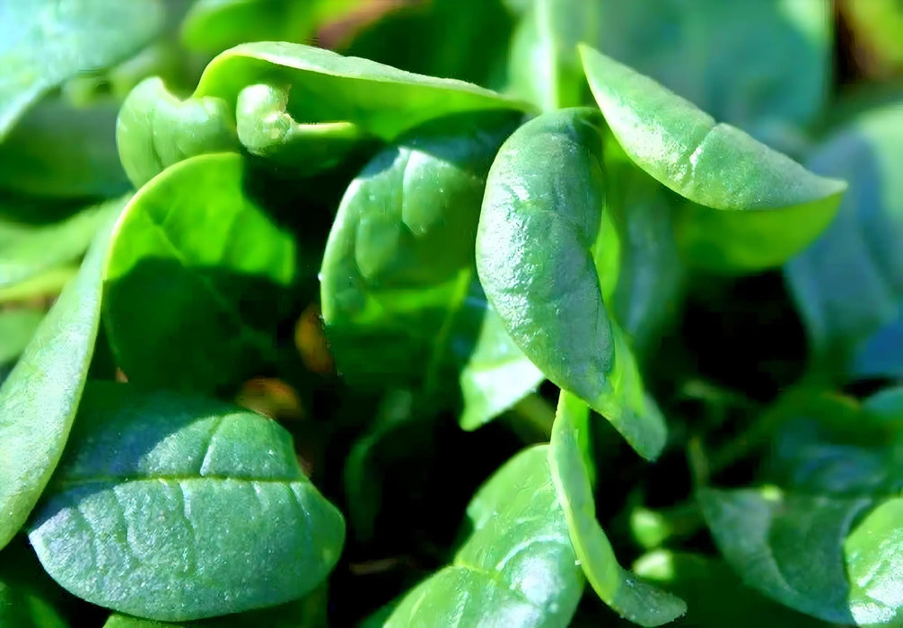 Spinach, French Viroflay, -- BoxGardenSeedsLLC -Gourmet/Native Greens - Seeds