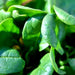 Spinach, French Viroflay, - BoxGardenSeedsLLC -Gourmet/Native Greens - Seeds